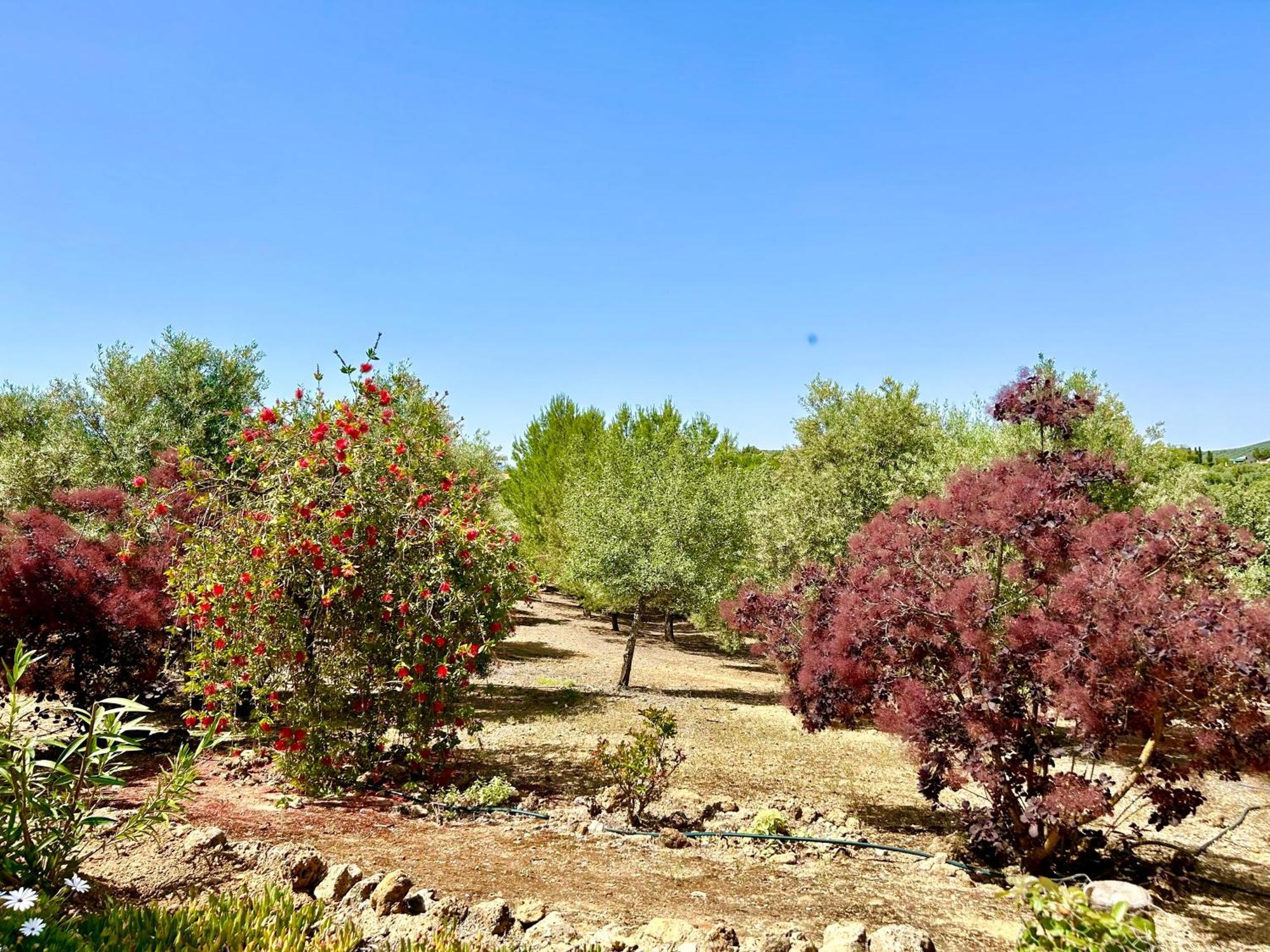 Refugio Andaluz Con Piscina Entre Olivos Villanueva de Tapia Bagian luar foto